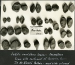 080_01: Dakota Sandstone Leaves by George Fryer Sternberg 1883-1969