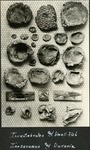 080_03: Invertebrates and Small Fish Inoceramus and Durania by George Fryer Sternberg 1883-1969