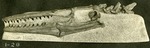 081_01: 1-28 Niobrara Mosasaurs by George Fryer Sternberg 1883-1969