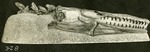 081_02: 3-28 Niobrara Mosasaurs by George Fryer Sternberg 1883-1969