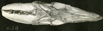 081_03: 4-28 Niobrara Mosasaurs by George Fryer Sternberg 1883-1969