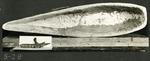 081_04: 5-28 Niobrara Mosasaurs by George Fryer Sternberg 1883-1969