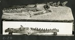 081_05: 2-28 Niobrara Mosasaurs by George Fryer Sternberg 1883-1969