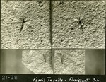 082_01: 21-28 Fossil Insects from Florissant, Colorado by George Fryer Sternberg 1883-1969