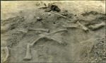 093_01: Excavation Site in Montana by George Fryer Sternberg 1883-1969