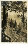 101_03: No. 9512-Swiftcurrent Trail, Glacier National Park by George Fryer Sternberg 1883-1969