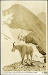 102_01: No. 9500--Rocky Mountain Goat, Glacier National Park by George Fryer Sternberg 1883-1969