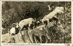 102_05: No. 9501-Rocky Mountain Sheep, Glacier National Park by George Fryer Sternberg 1883-1969