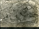 112_04: 28-28 Oreodont Fossil by George Fryer Sternberg 1883-1969