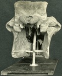 121_01: Titanotheres Back of Skull by George Fryer Sternberg 1883-1969