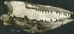 121_04: 82-28. Mosasaurus by George Fryer Sternberg 1883-1969