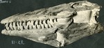 121_05: 81-28. Mosasaurus by George Fryer Sternberg 1883-1969