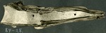 121_06: 84-28. Mosasaurus by George Fryer Sternberg 1883-1969