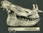 123_01: 87-28 Titanotheres Collected in 1928 by George Fryer Sternberg 1883-1969
