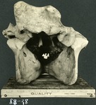 123_02: 88-28 Titanotheres Back of Skull by George Fryer Sternberg 1883-1969