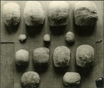 125_03: Turtle Shells by George Fryer Sternberg 1883-1969