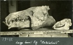125_04:79-28 Large fossil Pig, Entelodont by George Fryer Sternberg 1883-1969