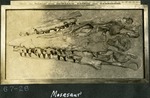 129_01: 67-28 Mosasaur by George Fryer Sternberg 1883-1969