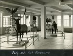 130_01: Early Museum of Natural History by George Fryer Sternberg 1883-1969