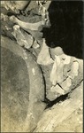 131_02: Elephant Tusk Fragments by George Fryer Sternberg 1883-1969