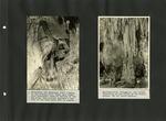 009_00: Two Black and White Photographs by George Fryer Sternberg 1883-1969