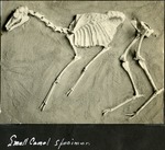 032_01: Camel Specimen by George Fryer Sternberg 1883-1969