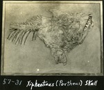 051_01: 57-31 Xiphactinus (Portheus) Skull by George Fryer Sternberg 1883-1969