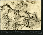 051_02: Eohippus Skeleton by George Fryer Sternberg 1883-1969