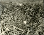 063_02: Bird Nest with an Egg by George Fryer Sternberg 1883-1969