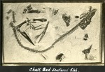 065_02: Chalk Bed Scattered Fish by George Fryer Sternberg 1883-1969