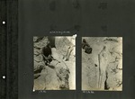 027_00: Two Black and White Photographs of an Archaeological Site by George Fryer Sternberg 1883-1969