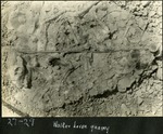 037_02: 27-29 Walker Horse Quarry by George Fryer Sternberg 1883-1969