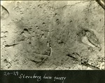 043_02: 20-29 Sternberg Horse Quarry by George Fryer Sternberg 1883-1969