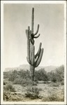 049_04: Saguaro Cactus by George Fryer Sternberg 1883-1969