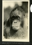 051_04: "Maggie" Who was 4 Years Old. San Diego Zoo by George Fryer Sternberg 1883-1969