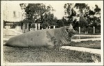 053_01: Sea Elephant Balboa Zoologist Park, San Diego, California by George Fryer Sternberg 1883-1969