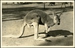 053_02: Kangaroo Balboa Zoologist Park, San Diego, California by George Fryer Sternberg 1883-1969