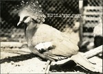 053_03: Victoria Crown Pigeon. San Diego, Zoological Gardens by George Fryer Sternberg 1883-1969