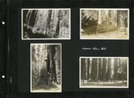 059_00: Four Black and White Photographs of the Sequoia National Park by George Fryer Sternberg 1883-1969