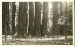 059_04:Congress Group of Sequoia Trees