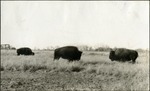 083_04: Three Buffalo Kept in Enclosure West of Campus by George Fryer Sternberg 1883-1969