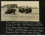 083_05: Three Buffalo Kept in Enclosure West of Campus by George Fryer Sternberg 1883-1969