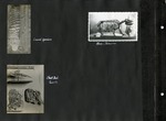 084_00: Three Black and White Photographs of Specimens and Fossils by George Fryer Sternberg 1883-1969