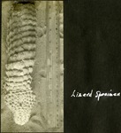 084_01: Lizard Specimen by George Fryer Sternberg 1883-1969