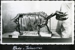 084_03: Rhino - Teleoceras by George Fryer Sternberg 1883-1969