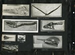 086_00: Eight Black and White Photographs of Fossils by George Fryer Sternberg 1883-1969
