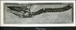 086_03: Mosasaur by George Fryer Sternberg 1883-1969