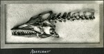 086_04: Mosasaur by George Fryer Sternberg 1883-1969