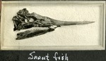 086_05: Snout Fish by George Fryer Sternberg 1883-1969