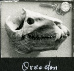 086_06: Oreodon by George Fryer Sternberg 1883-1969